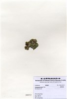 藏品(邊唇孢藻)的圖片